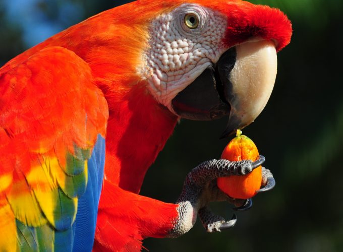 Wallpaper Macaw parrot, tropical bird, Animals 6554011258